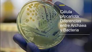 Célula procariota Diferencias entre Archaea y Bacteria [upl. by Imik]