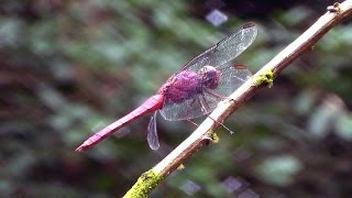 Dieren van Suriname [upl. by Bakemeier]