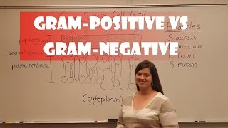 Gram Positive and Gram Negative Bacteria [upl. by Lexie]