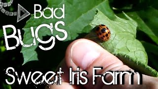 11 Common Garden Pests  Garden Pest Identification [upl. by Assenab]