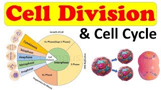 Cell biology  Cell Division  Cell Cycle  Amitosis Mitosis prophase Class 11 biology [upl. by Ecnerwal]