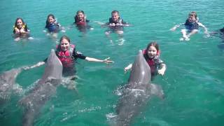 Swimming with Dolphins Nassau Bahamas [upl. by Nonnahc]