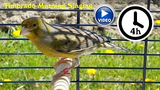 Canary Bird Singing  Timbrado training video [upl. by Bruns383]