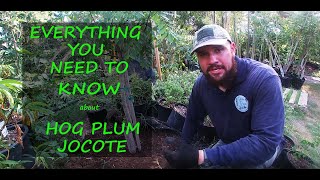 Hog Plum Jocote Planting and Growing Tips  Spondias Purpurea [upl. by Cordeelia765]