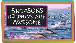 5 Reasons Why Dolphins Are Awesome [upl. by Asseret]