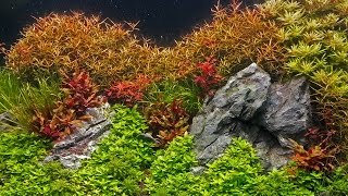 How to grow  Background stem plants in a planted tank [upl. by Vittoria747]