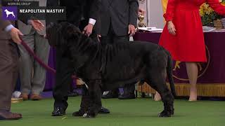 Neapolitan Mastiffs  Breed Judging 2020 [upl. by Bryant635]