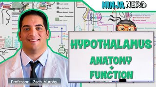 Neurology  Hypothalamus Anatomy amp Function [upl. by Riba372]