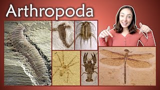 Arthropoda Pt 1 Chelicerata Crustacea Insecta Myriapoda Invertebrate Paleontology  GEO GIRL [upl. by Asiole582]