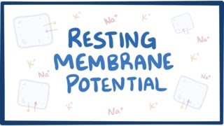 Resting membrane potential  definition examples [upl. by Seymour961]