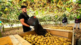 🥝 AWESOME DAY ON KIWI FRUIT ORCHARD NEW ZEALAND [upl. by Yevi]