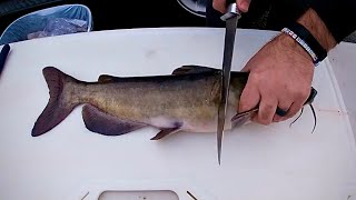 How to Fillet Clean a Catfish [upl. by Mcwherter]