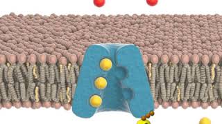 Sodiumpotassium pump Animation [upl. by Adnwahsat959]