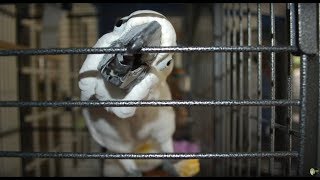 Which Cockatoos Are the WORST [upl. by Bacchus]