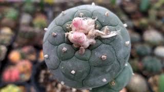 Lophophora diffusa vs williamsii Review [upl. by Laureen]