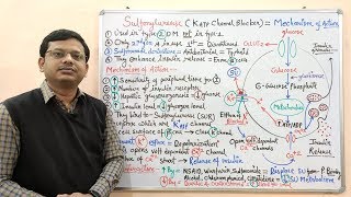 Diabetes Mellitus Part10 Mechanism of Action of Sulfonylurease  Antidiabetic Drugs  Diabetes [upl. by Omik]