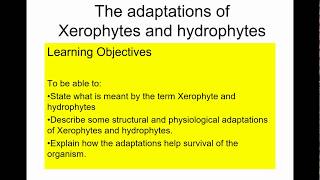 A level Biology Xerophytes and hydrophytes [upl. by Melli]