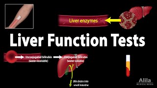 Liver Function Tests LFTs Animation [upl. by Yehudi]