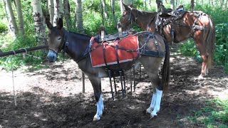 Gaited Mules  2019 Colorado Trail Ride [upl. by Petracca6]