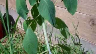 Identifying Plantain amp Jewelweed [upl. by Merridie]