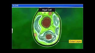 CBSE Class 11 Biology  Algae  By Shiksha House [upl. by Neenaej]