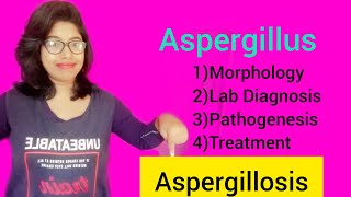 Aspergillosis Aspergillus Morphology Lab Diagnosis amp Pathogenesis amp Treatment [upl. by Ramsay722]