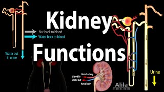 Kidney Homeostatic Functions Animation [upl. by Sheeran]