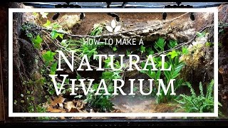 How to build a Natural Vivarium From Scratch [upl. by Steele]