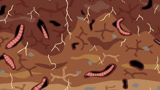 Examining earthworms our soils engineers [upl. by Odab]