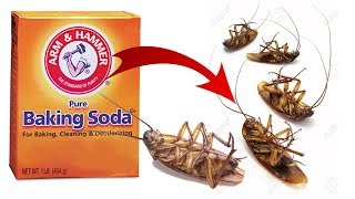 DIY Natural Cockroach Killer using Baking Soda [upl. by Ybrad]