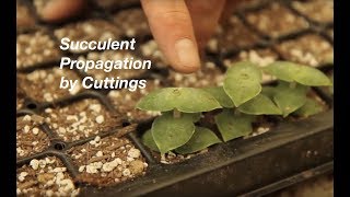 How to Propagate Stacked Crassulas [upl. by Kelly]