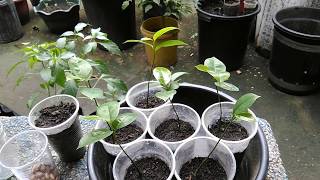 How to Germinate Seeds and Grow Soursop Trees Guyabano Guanabana Graviola Pawpaw [upl. by Joshua]