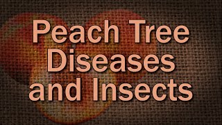 Common Peach Diseases and Insects and How to Prevent Them [upl. by Penoyer782]