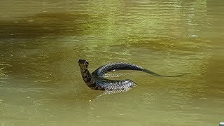 A Very Curious Cottonmouth [upl. by Middle]