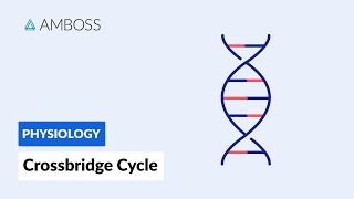 Crossbridge Cycle Muscle Contraction [upl. by Ayek427]