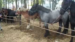 Pferdemarkt ZUIDLAREN PaardenmarktPferdeHolland 2015 NL Teil 1 [upl. by Leanatan91]