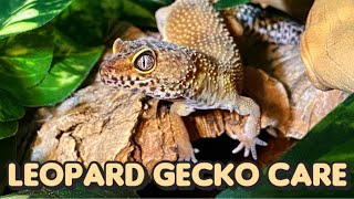 Everything You Need to Know About Leopard Gecko Care [upl. by Benisch747]