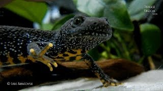 Great Crested Newt Triturus cristatus  Guest from the wild  Animalia Kingdom Show [upl. by Nylcoj84]