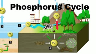 Phosphorus Cycle [upl. by Carlye]