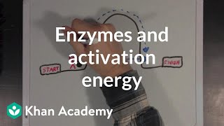 Enzymes and activation energy  Biomolecules  MCAT  Khan Academy [upl. by Peter]