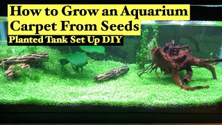 How to Grow Aquarium Carpet from Seeds Planted a Tank Set Up DIY [upl. by Nojram]