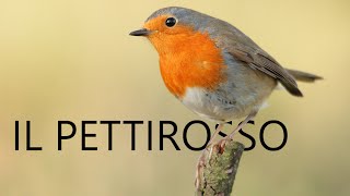 Il Pettirosso Erithacus rubecula [upl. by Samale]