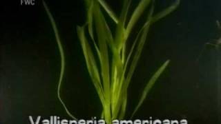 eelgrass  tapegrass Vallisneria americana [upl. by Sivaj]