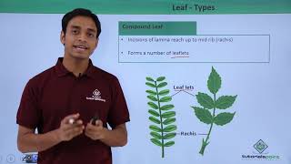 Class 11th – Leaf – Types  Morphology of Flowering Plants  Tutorials Point [upl. by Aynotahs550]