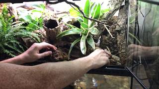 How to create a Bioactive Paludarium terrarium featuring SuperGrow as new way to landscape [upl. by Schonthal]