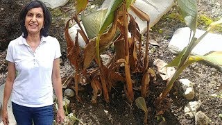 Pruning Canna Plants  part 2 [upl. by Atilamrac]