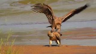 African WhiteBacked Vultures Mating [upl. by Nylcaj]