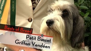 Petit Basset Griffon Vendeen  Bests of Breed [upl. by Gnuhn]