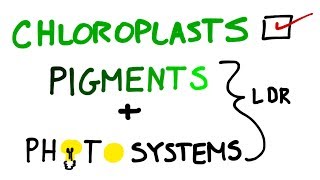 Chloroplasts Pigments And Photosystems in Photosynthesis [upl. by Kurys]