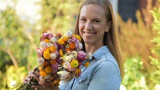 How to Grow Harvest and Wire Strawflowers  Northlawn Flower Farms [upl. by Gans]